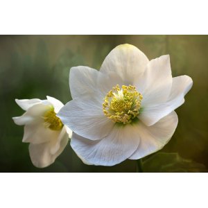 Čemerica čierna (Helleborus niger) ´CHRISTMAS GLORY´ kont. P9/C1L